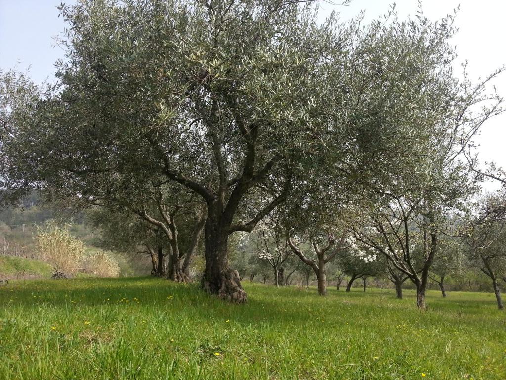 B&B al Merlo Olivo Buje Exterior foto